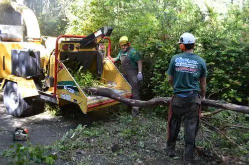 tree services Southern View